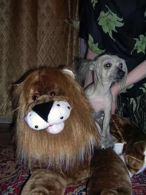 Vellar Pljus Chi Cho Lina