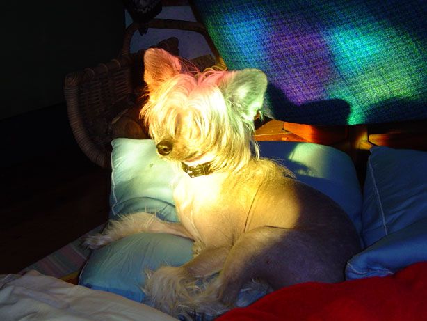 Luminara's Spirit Of Spring 