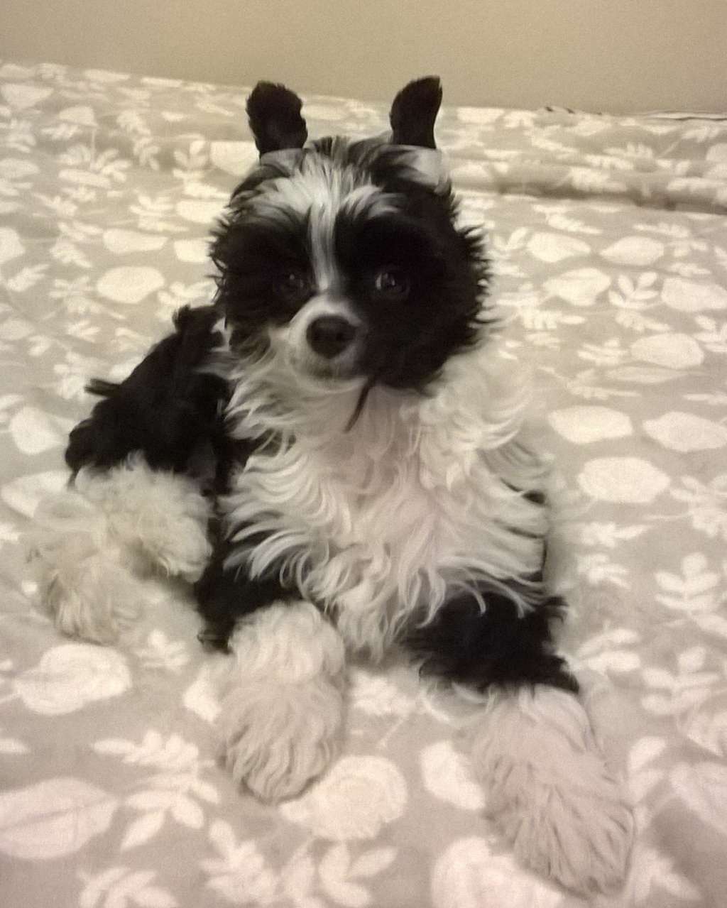 HARLEY z Krolestwa Agarthi