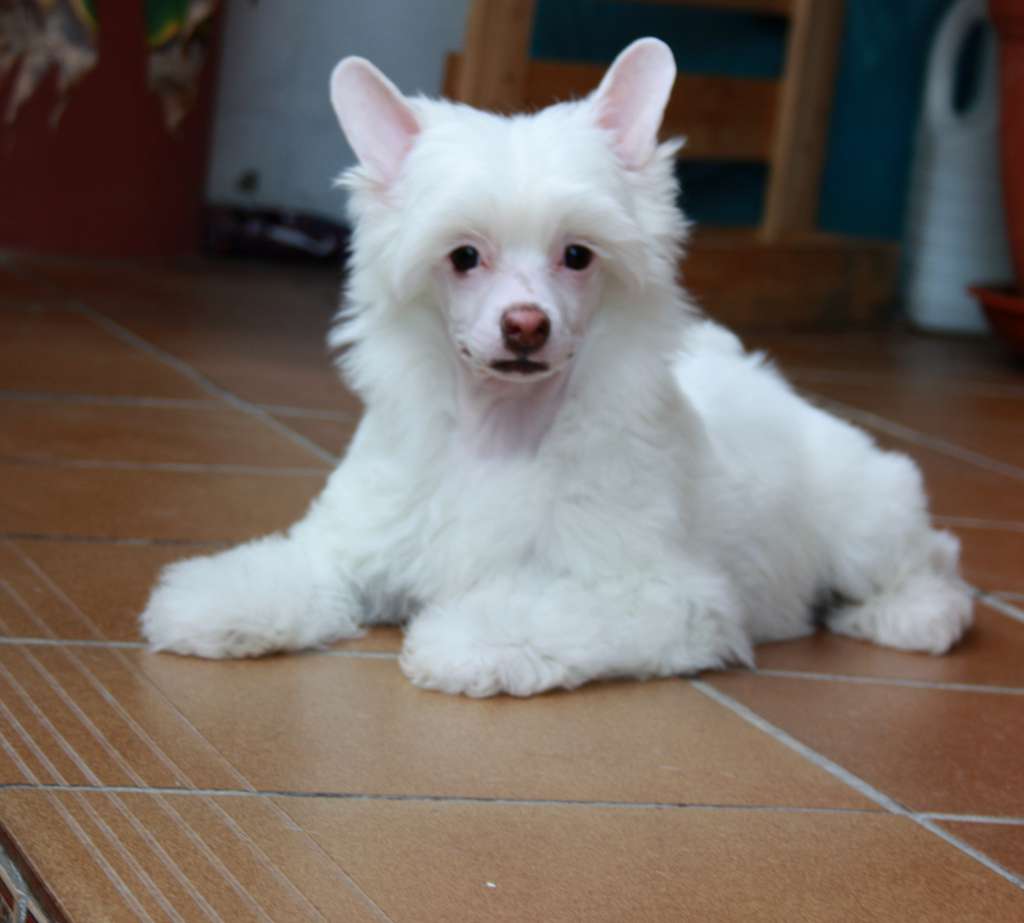 Shalimar Belle de Sothis