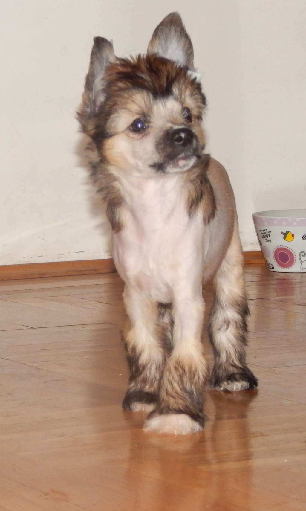 Chico De Oro Mali Zmaj