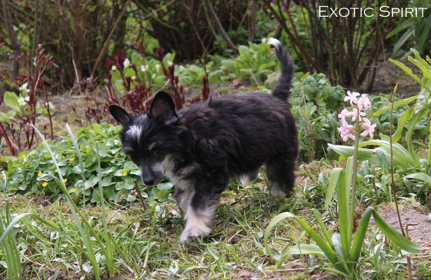 Exotic Spirit Royaltie's Victory