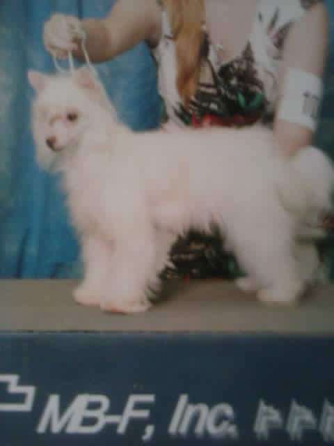 Brigadunes Fly Me To Neverland