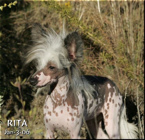 La Favorita Della Castafiore