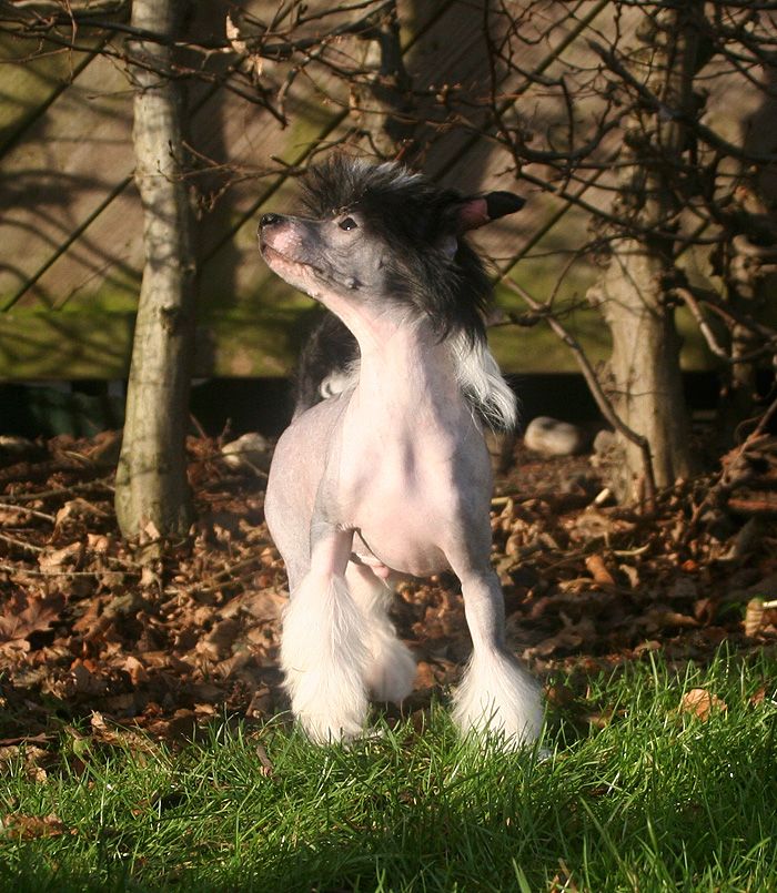 Edcullen's Glade Dum Dum Dugan