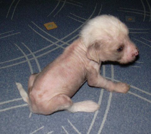 Tamerlan Beshtau Isklyuchitel'no Dlya Svoih