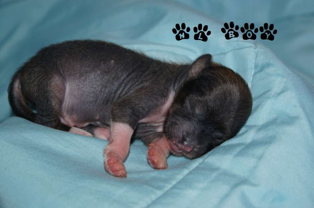 Soltanto Good Looker