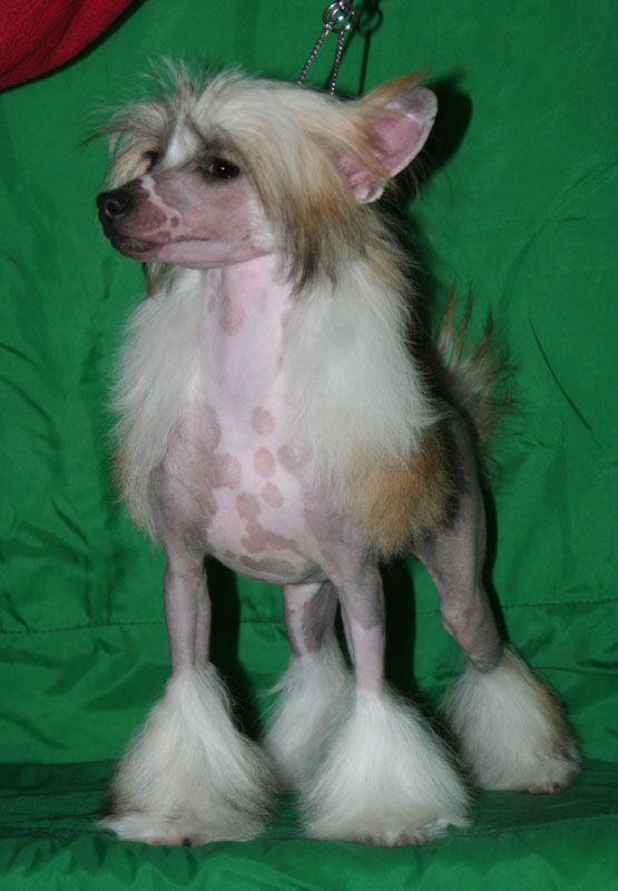 Golden Falcon Evropa