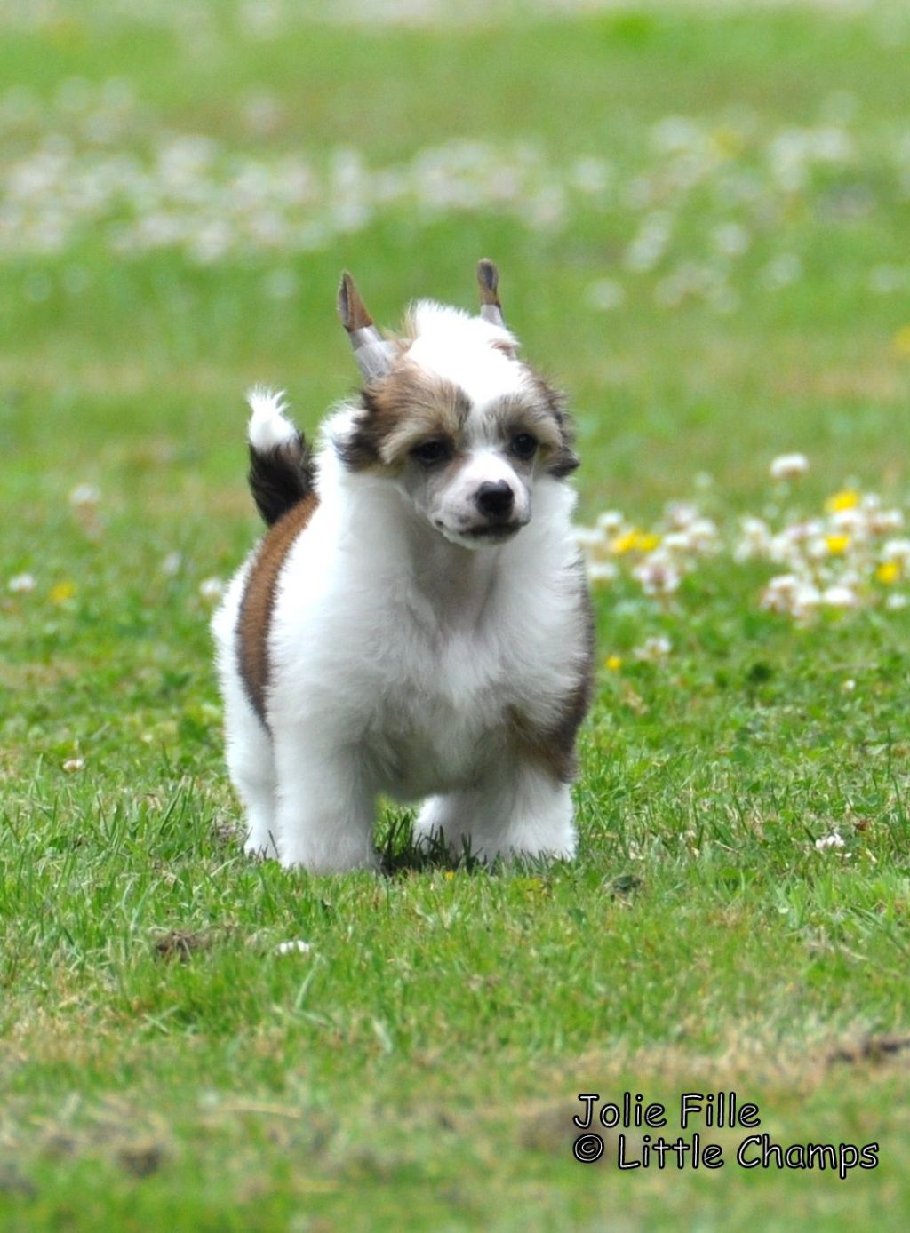 Jolie Fille Little Champs