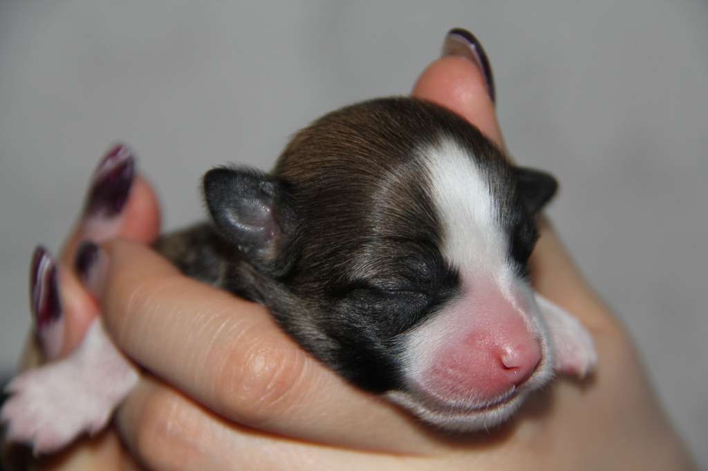 Picture