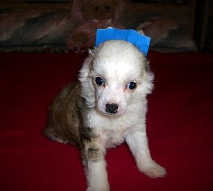 Kamaji The Heat Is On PP