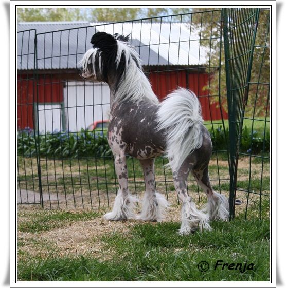 Scheulings Castle Expect no Mercy