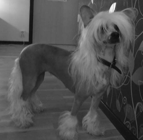 Princess Leia's Candle In The Wind