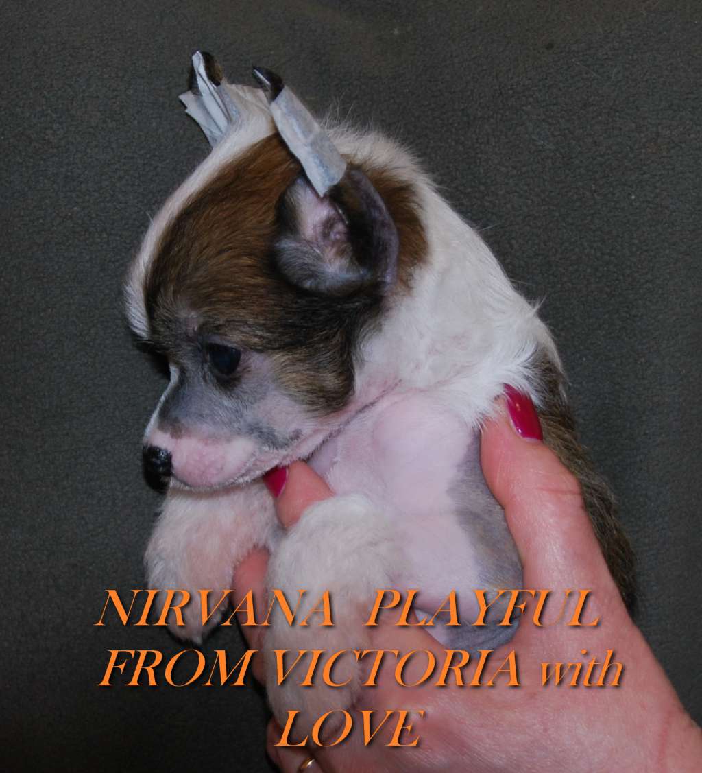 Nirvana Playful From Victoria With Love