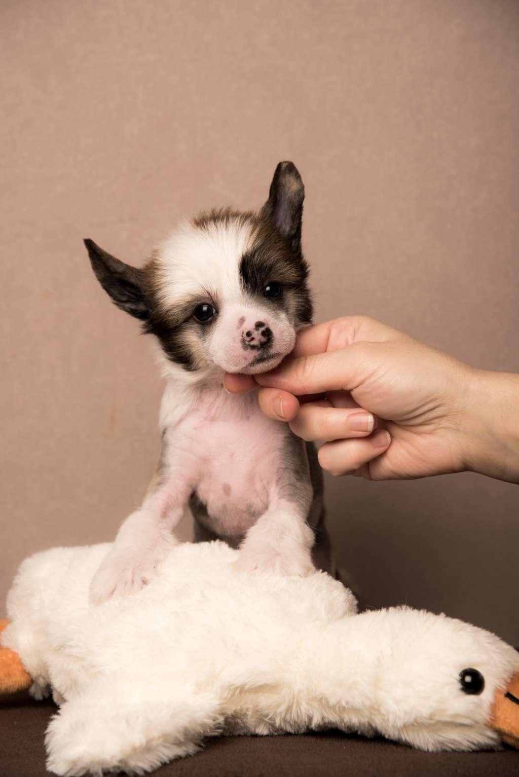 Anna Sky Kennel Olissia