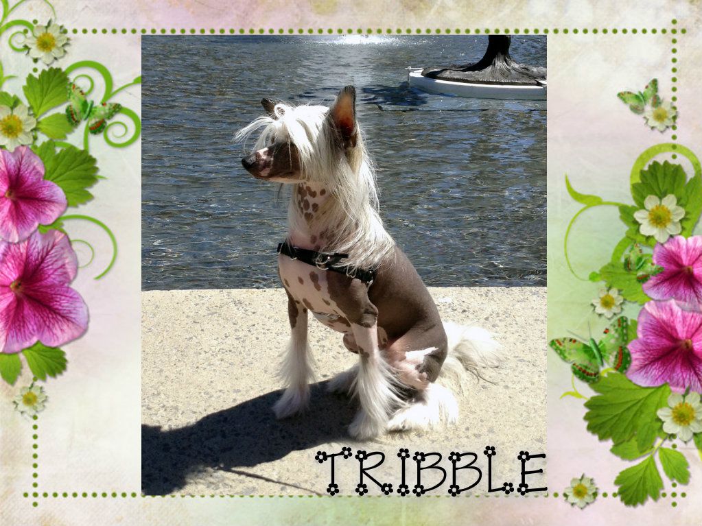 SassyTails Discovering Fate