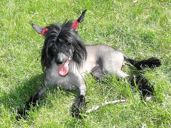 Hills Cresteds Babylons Mystical Ebony Illusion