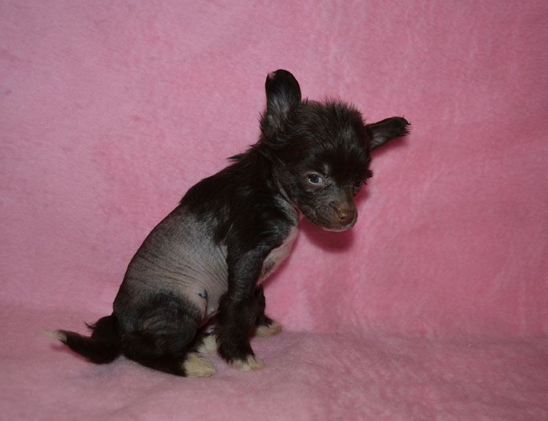 Vellar Pljus Kroul Spraus