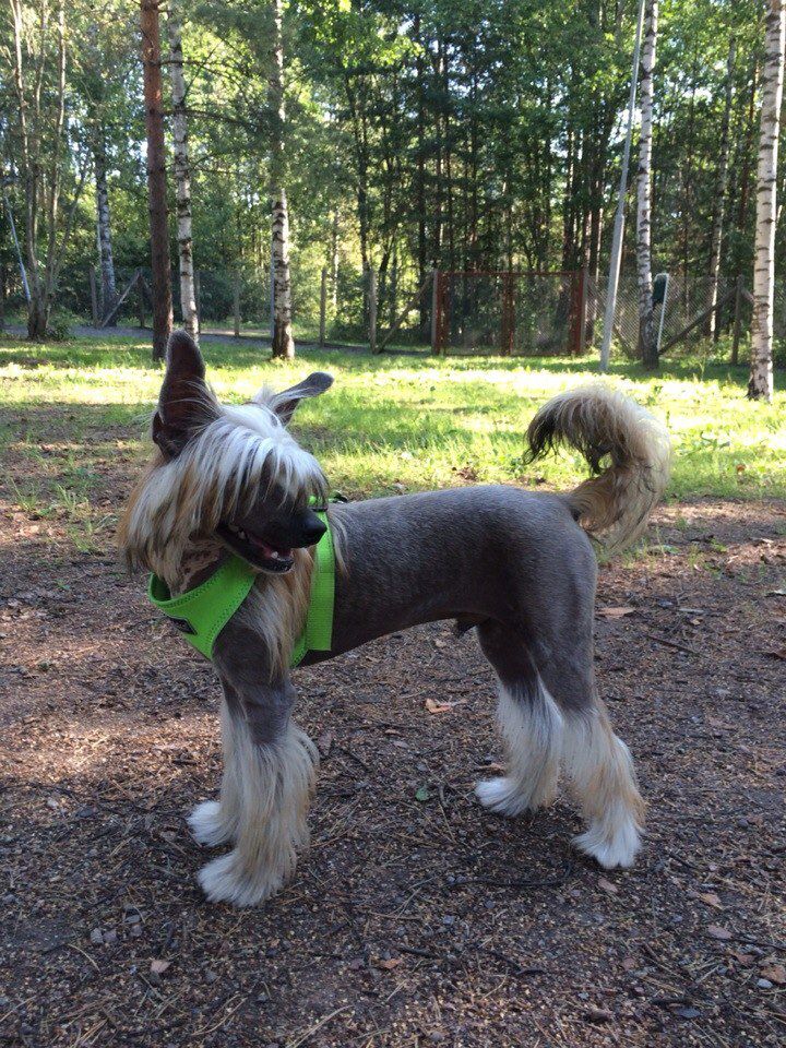 Zlato Dinastii Yakir