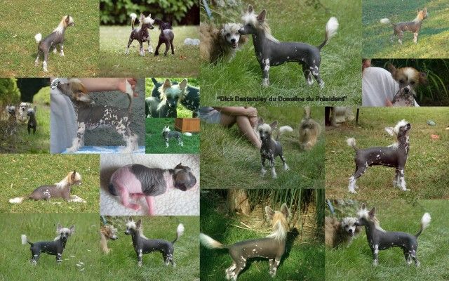 Dick Dastardly du Domaine du Président