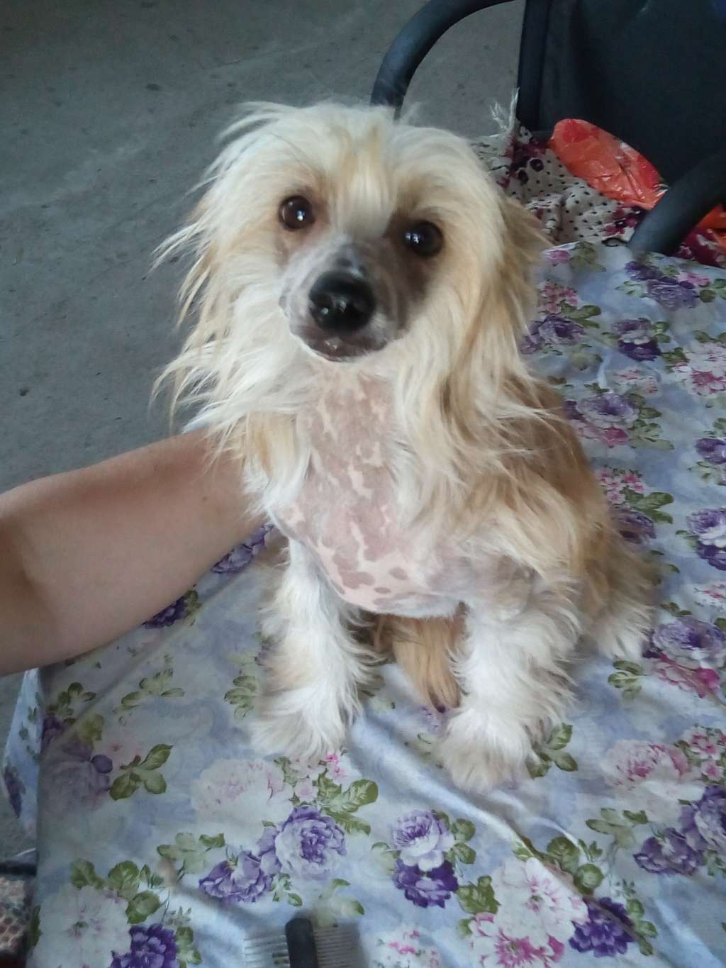 Berenike Pandora Evlampia