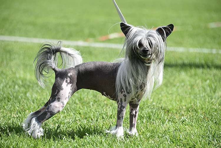 Xodix Gremlins Magic Wings