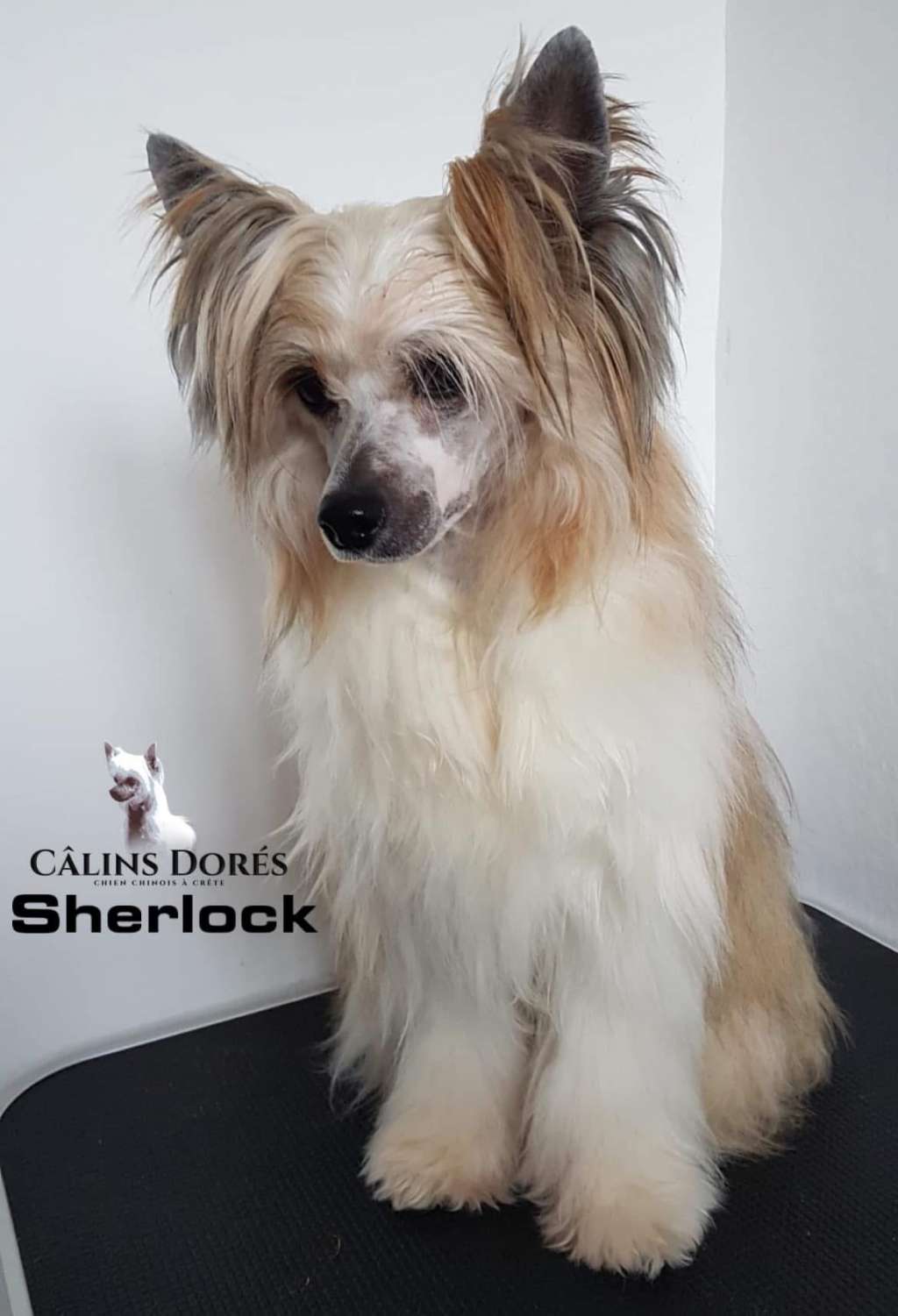 Sherlock des calins dores