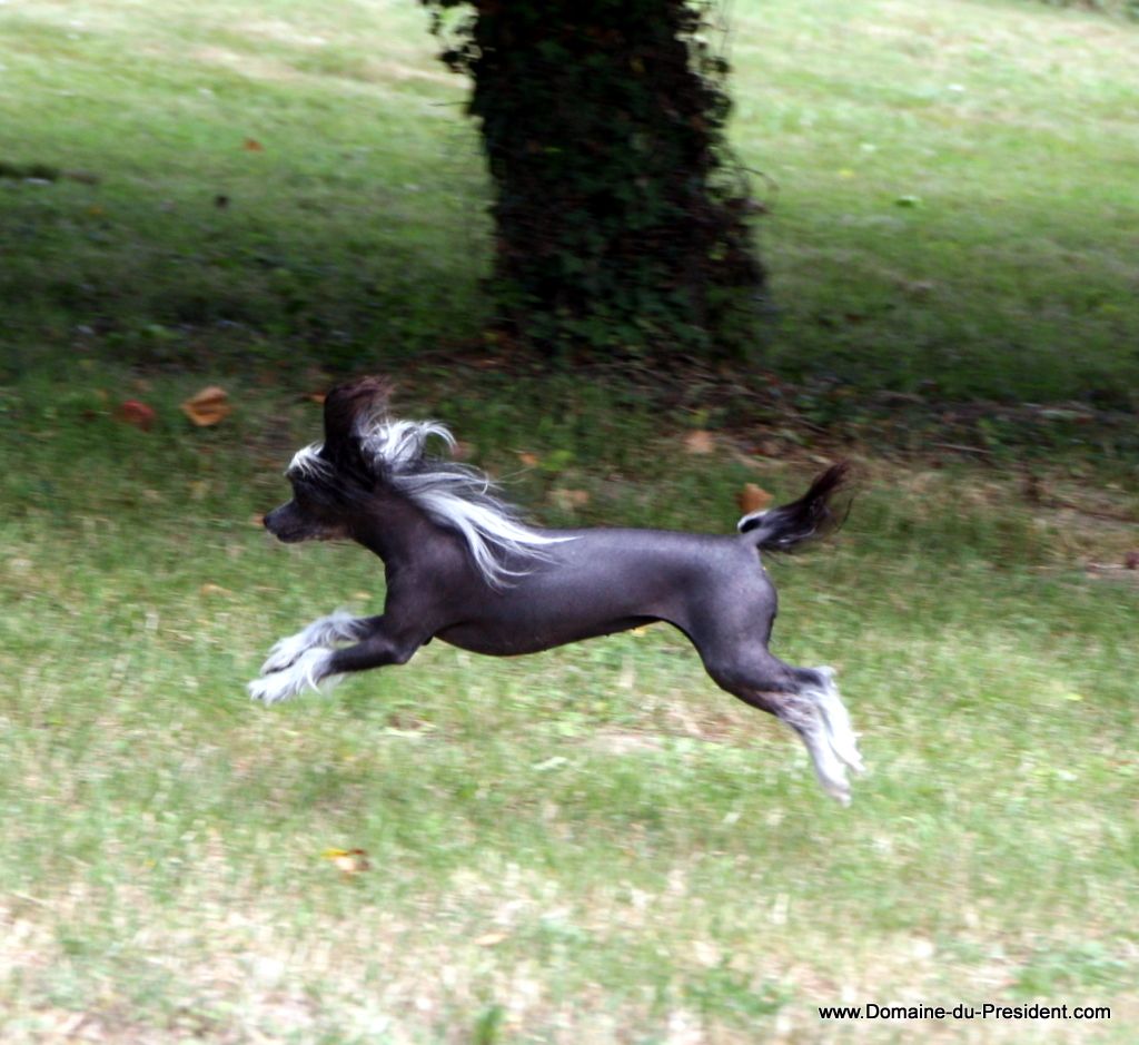 Kassandra Dandy Mate