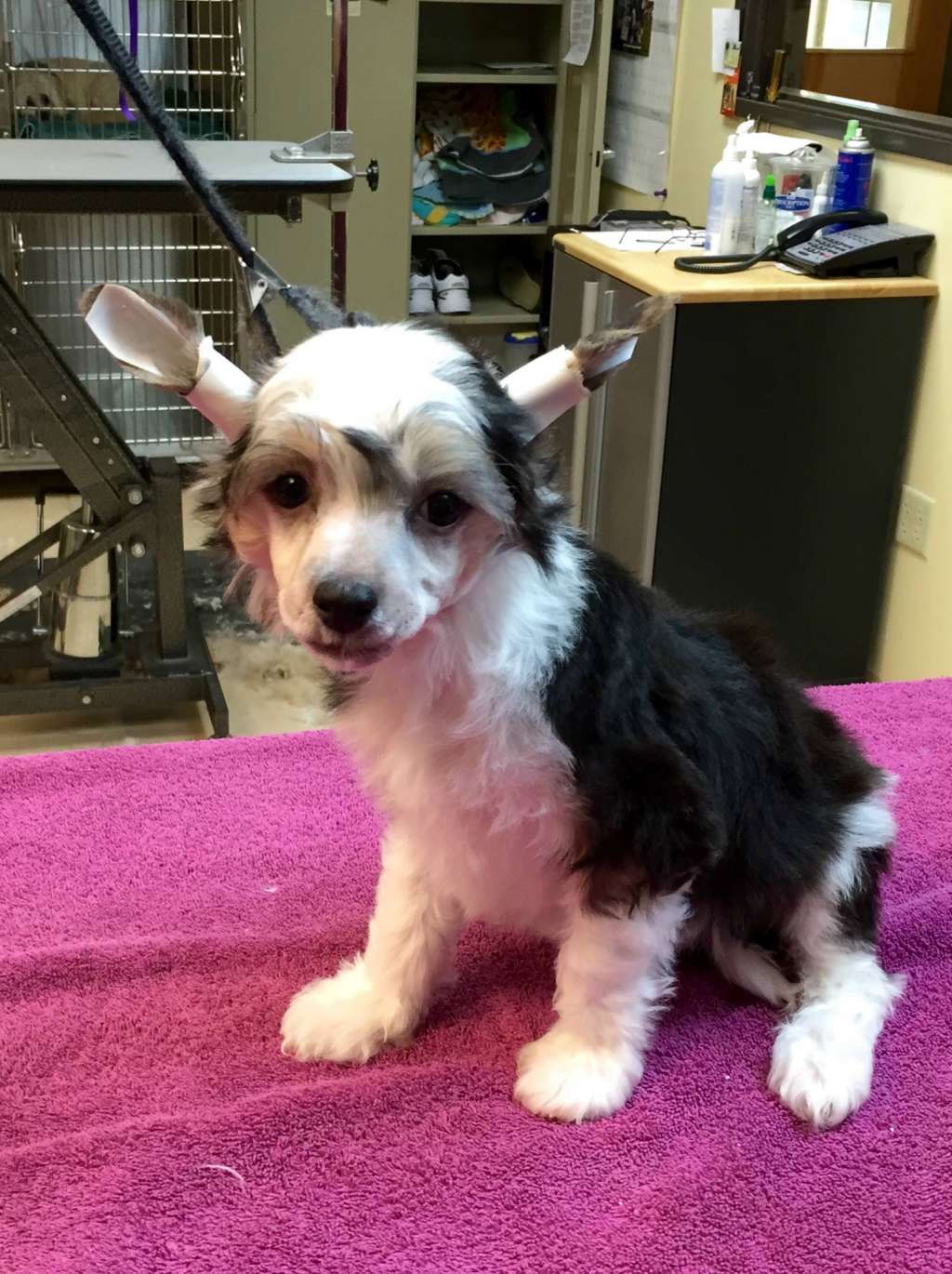 Nina's K Fortune Cookie