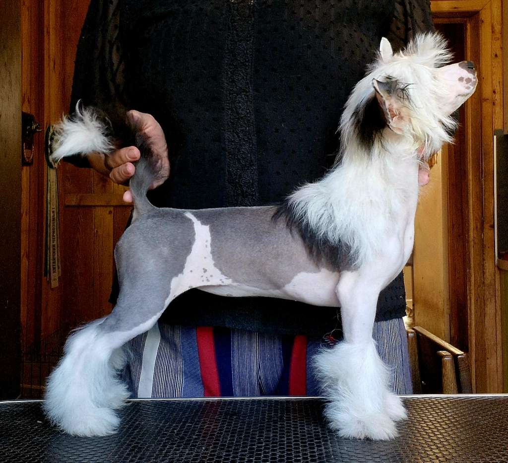 Apriori Vip You Unbelievable