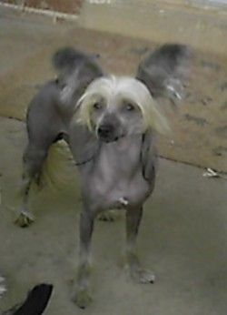 Six Gems Tall Dark N Handsome