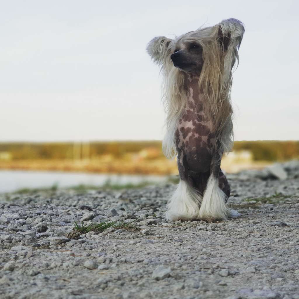 Northern Lights Sasima (fci)