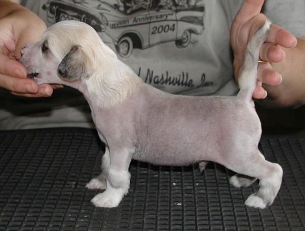 Twice as Nice Eyes on Rompford