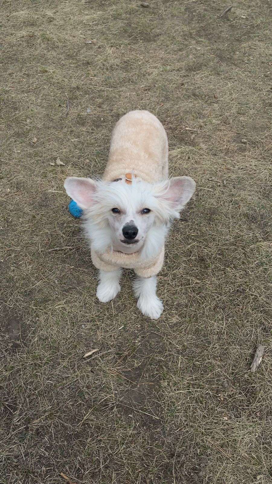 Kovimoti Dgianluca Felice