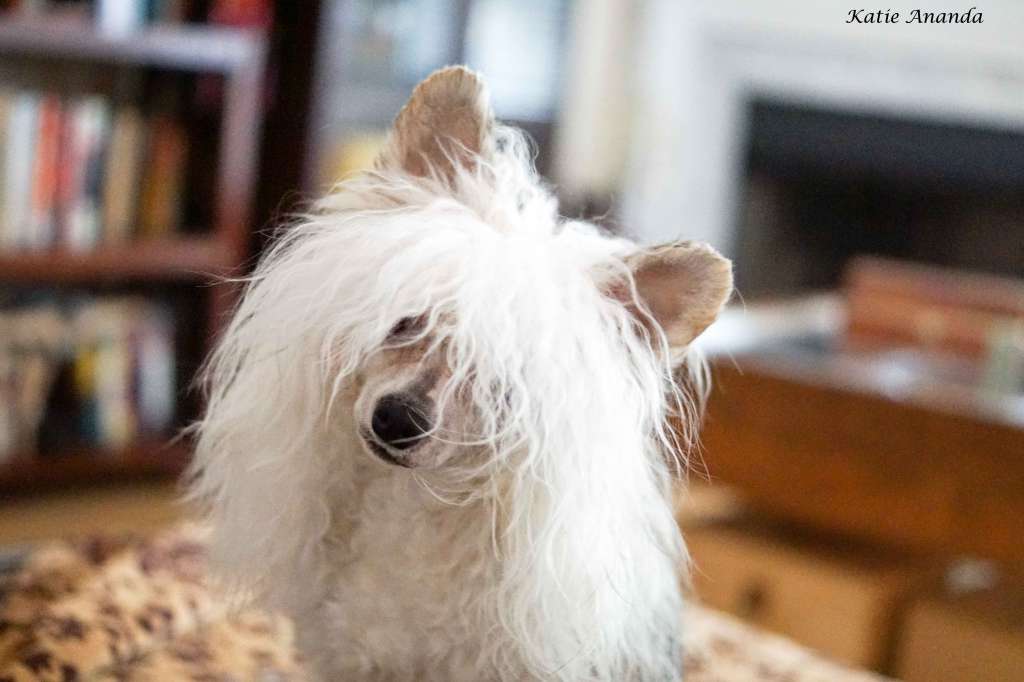 Blanch-O's Beloved Lily