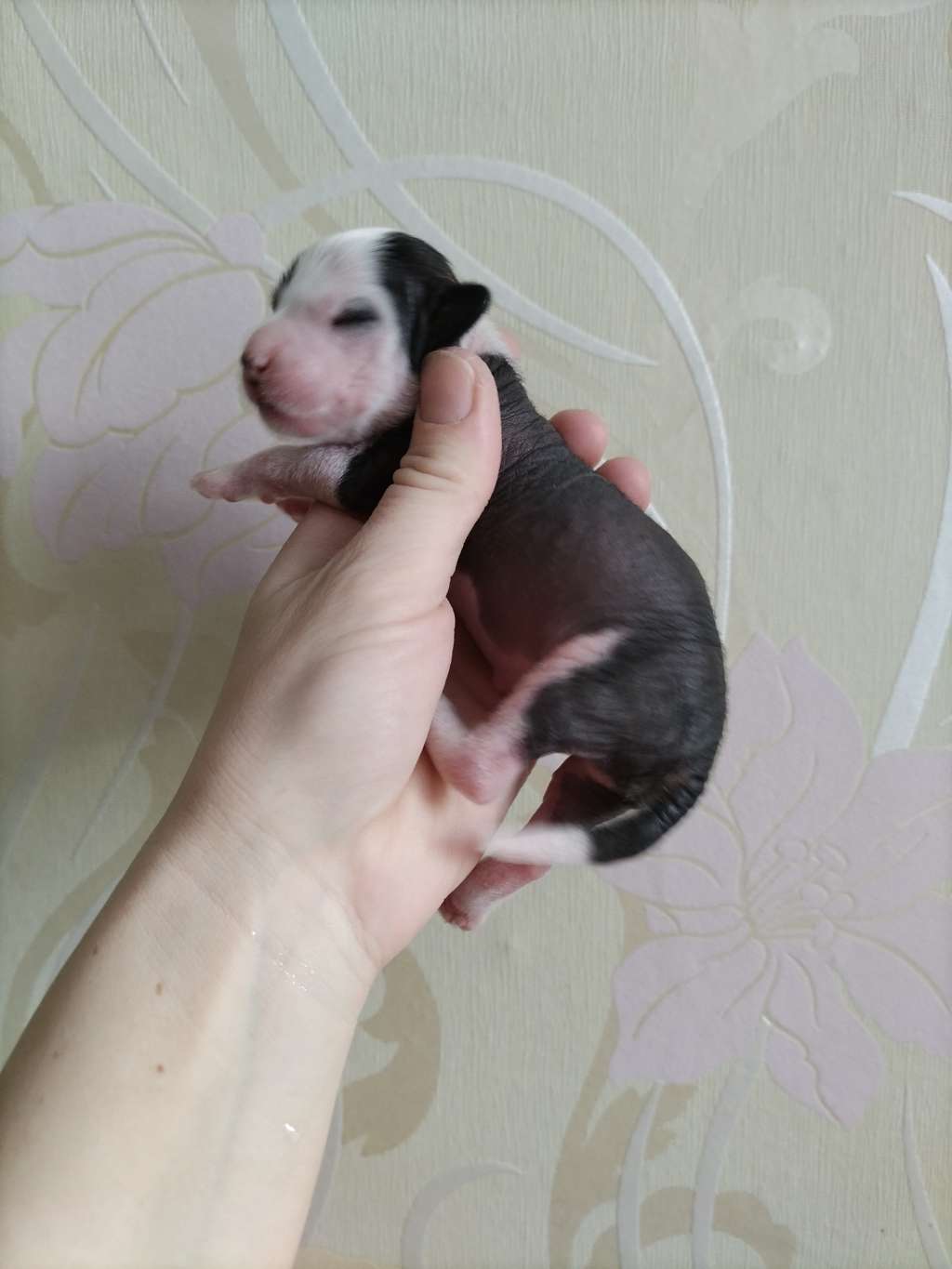 Kovimoti Enzo Ferrari Maranello One