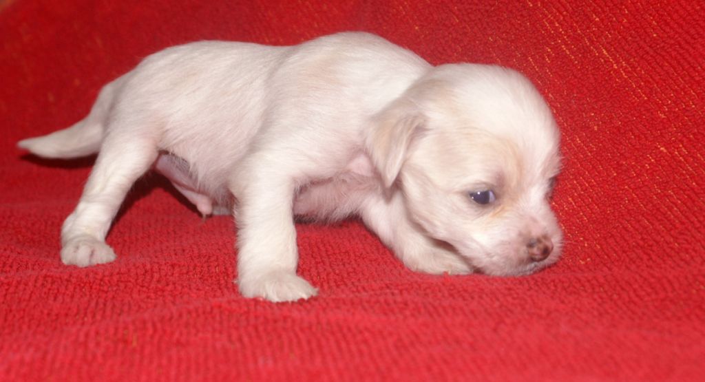 Rus Foreva  Hidden Smile