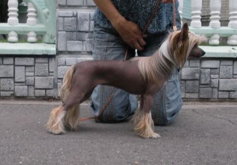 Blagorodnaya Zabava Dorozhe Zolota