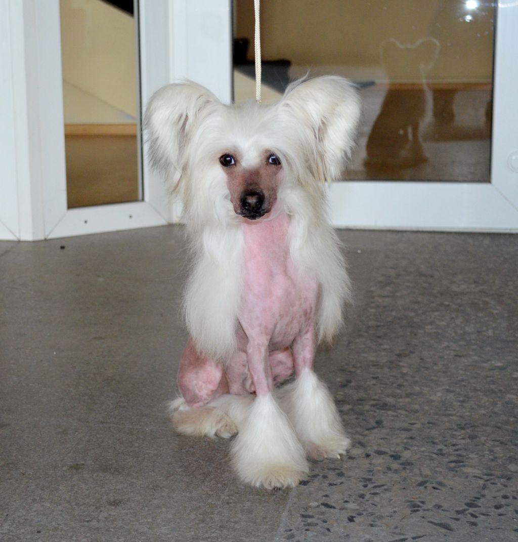 JCH Futureline Felicie Idaho