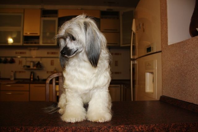 Kitaiskiy Shelk Albena