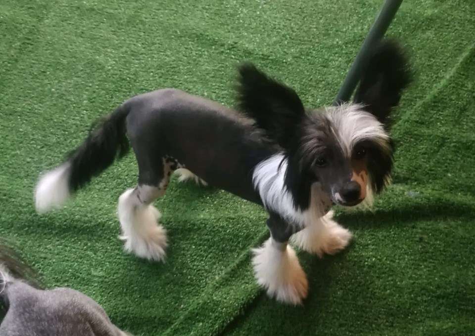 My Magic Melody Aspera Astrum