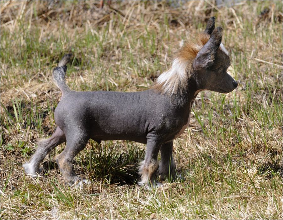 Sunstreaker Google It