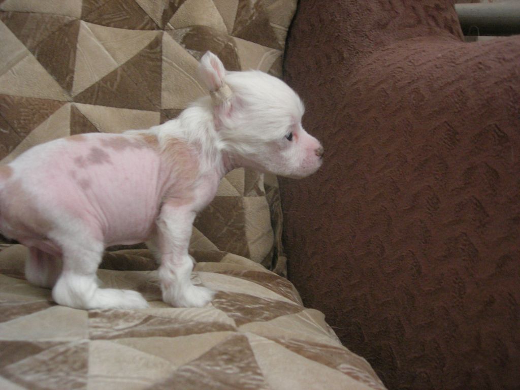 Rovanni Djekattolo Uilli Chi