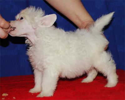 Sun Dan Super Trooper