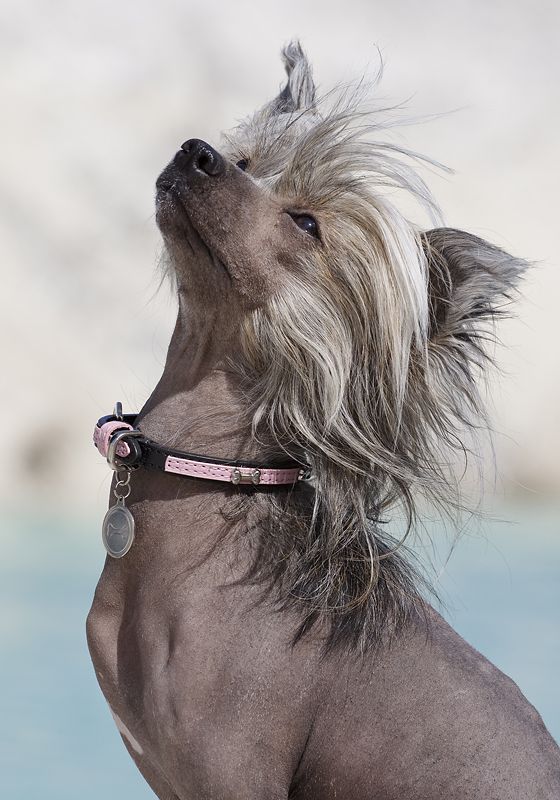 Crazy Diamond Amazing Chi-Chi