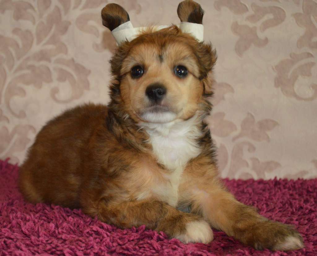 Ogni Stolitsy De Marco