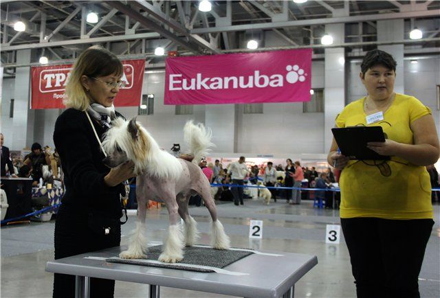 Zlato Dinastii Maybach