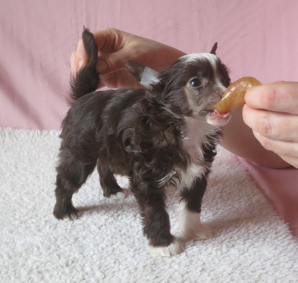 Vernisazh Mari Domingo