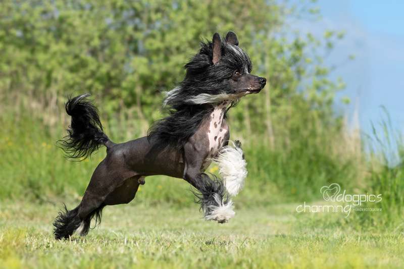 Bubbling Spirit Jack Black