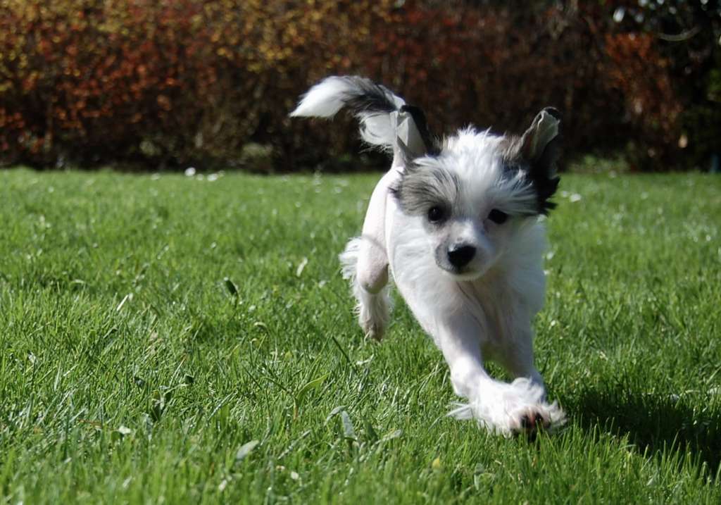 Dresscode-Zero Quimera